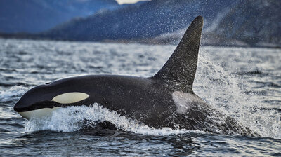 Killer Whales Of Norway