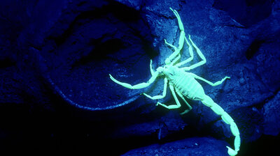 Scorpion Night Lights