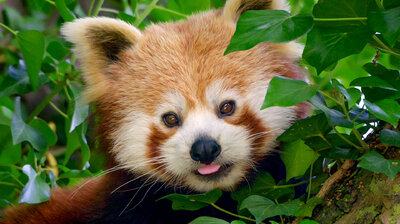 Do You Love Me Red Panda?