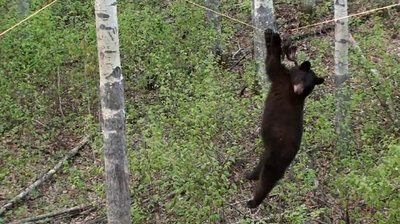Bear On A Wire