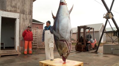 Bluefin Battle
