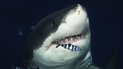 Sharks