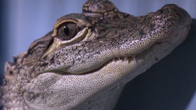 New Hampshire - Alligator Showdown