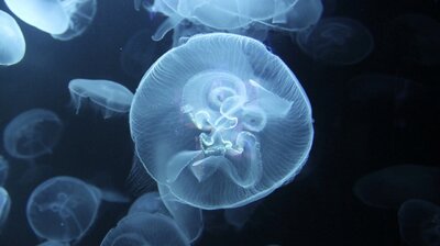 Jellyfish Jackpot