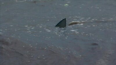 Amazon River Shark