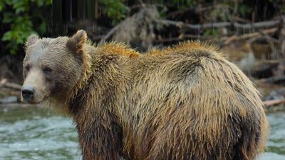 A Baby Grizzly's Story