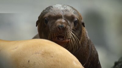 A Baby Sea Lion's Story