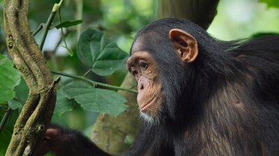 A Baby Chimp's Story
