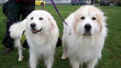 Hounds and History