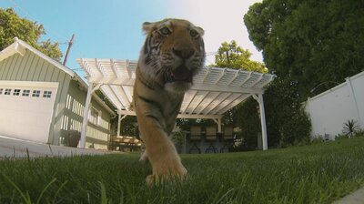 Tiger in My Backyard