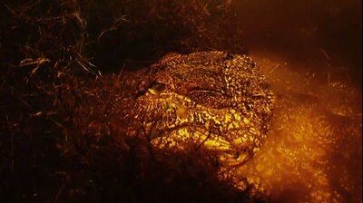 Stormin' Gators