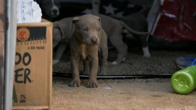 Pups in Peril