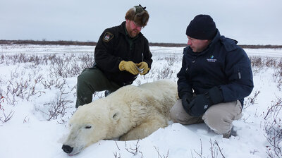 Polar Bear Heli-Rescue