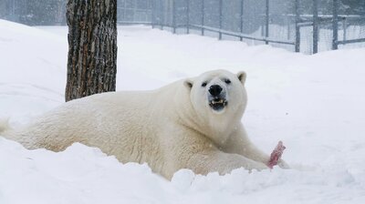 Polar Bear Doc on Call