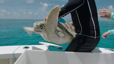 Cairns: The Great Barrier Reef