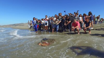 Naples: Turtles and Truffles