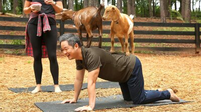 A Goat Yoga Experience