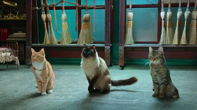 Adventures in Kittysitting