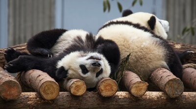 China's Pandas
