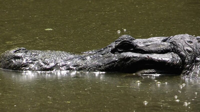 Into the Mouths of Gators