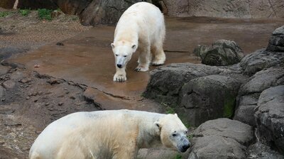 Polar Bear Opposites