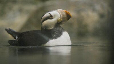 Much Ado About Puffin