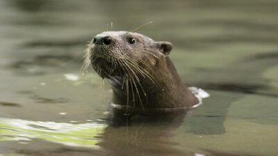Running Otter Time