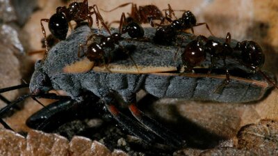 Fire Ants Texas Border Massacre