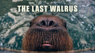 The Last Walrus