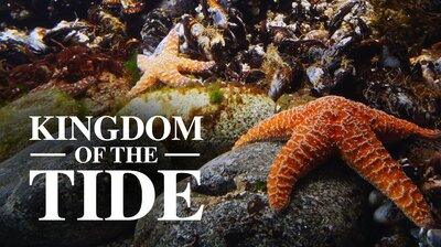 Kingdom of the Tide