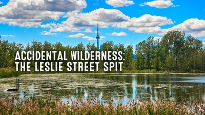 Accidental Wilderness: The Leslie Street Spit