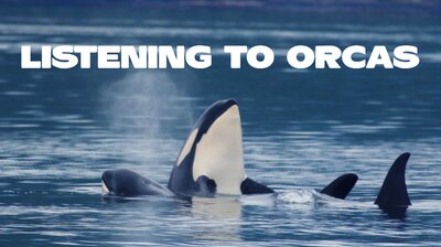 Listening to Orcas