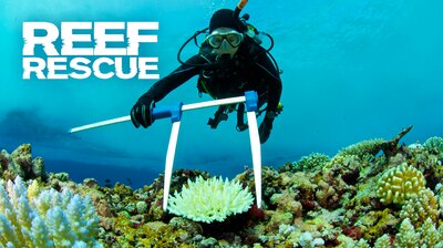 Reef Rescue
