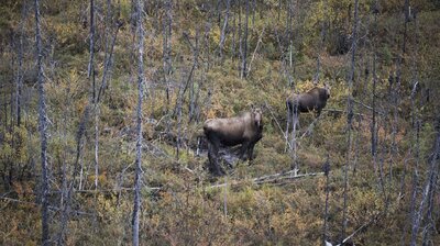 Moose Ambush