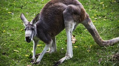Kangaroo-mance