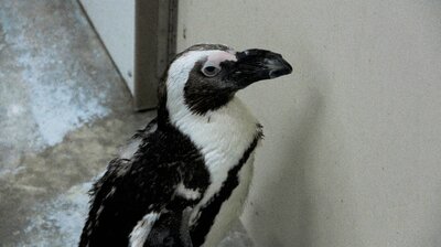 Penguin's New Do