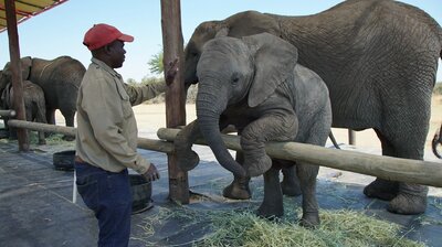 Elephant Noses and Ancient Animals