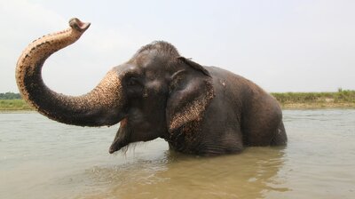 Nepalese Elephant Adventure