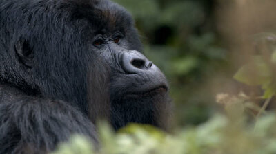 Hazing | Saving The Mountain Gorillas| Rita Moreno