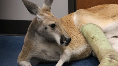 The Roo to Recovery