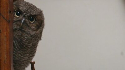 You're Owl I Need