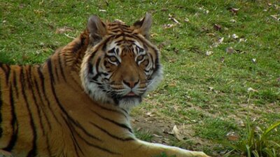 Jungle Animals