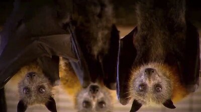 A Tornado of Bats and More