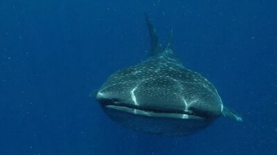 Giants of the Caribbean