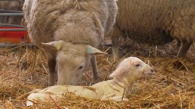 Lambing Special