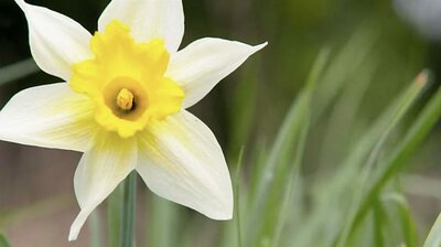 The Daffodil Way