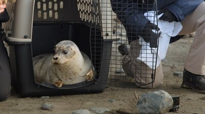 Alaskan Seal Rescue