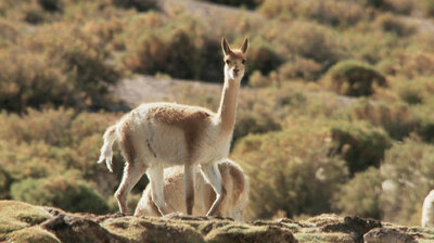 Secret Creatures of The Andes