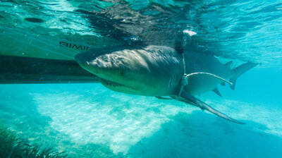 The Sharp End of a Bull Shark