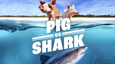 Pig vs Shark